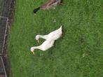 Loopeenden koppel, Dieren en Toebehoren, Meerdere dieren, Eend