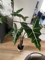 Alocasia Sarian (Zebrina x Frydek/Micholitziana), Huis en Inrichting, Kamerplanten, Ophalen, Overige soorten, Minder dan 100 cm