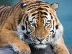 dierentuinkaartjes, Tickets en Kaartjes, Twee personen
