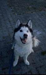 Oppasadres aangeboden voor honden, Uitlaatservice