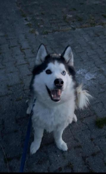Oppasadres aangeboden voor honden beschikbaar voor biedingen