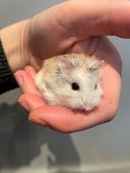 Roborovski dwerghamster, Dieren en Toebehoren, Knaagdieren, Mannelijk, Hamster, Tam