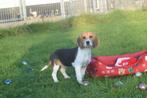 Beagle pups uit nest te kiezen, Dieren en Toebehoren, Honden | Beagles, Bassets en Lopende honden, België, Beagle, 15 weken tot 1 jaar