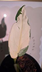 Syngonium Chaipense, Ophalen of Verzenden, Halfschaduw, Minder dan 100 cm