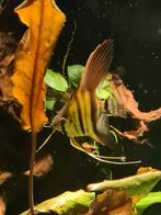 Maanvissen, Dieren en Toebehoren, Vissen | Aquariumvissen, Vis