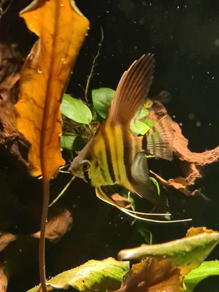 Maanvissen, Dieren en Toebehoren, Vissen | Aquariumvissen, Vis