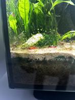 GRATIS - Garnalen, zoetwater, Dieren en Toebehoren, Kreeft, Krab of Garnaal, Zoetwatervis