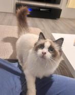 Ragdoll mannetje en Maine Coon vrouwtje te koop, Dieren en Toebehoren, Katten en Kittens | Raskatten | Langhaar, Meerdere dieren