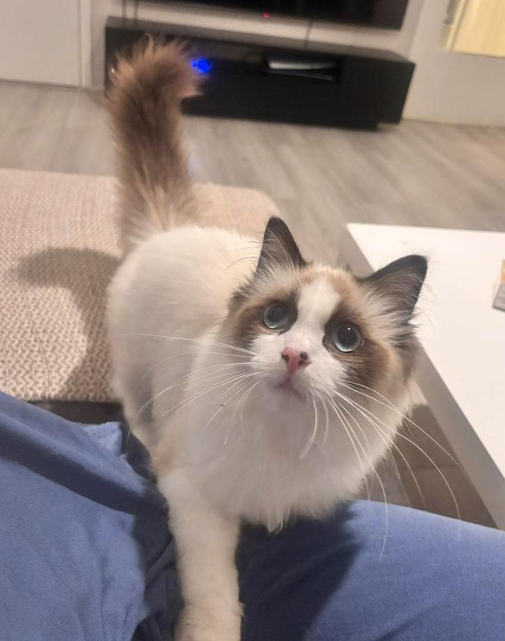 Ragdoll mannetje en Maine Coon vrouwtje te koop, Dieren en Toebehoren, Katten en Kittens | Raskatten | Langhaar, Meerdere dieren