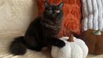 Yumi – Brits Langhaar poes (zwart), Dieren en Toebehoren, Poes, Gechipt, 0 tot 2 jaar