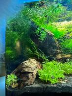 Gratis aquariumplanten gevraagd, Dieren en Toebehoren