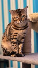 Bengaal bengaalse dekkater, Dieren en Toebehoren, Katten en Kittens | Dekkaters, 3 tot 5 jaar