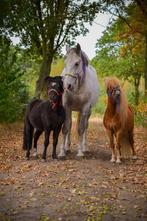 GEZOCHT: Verzorger voor mijn pony’s, Dieren en Toebehoren, Paarden en Pony's | Verzorgingsproducten, Ophalen of Verzenden