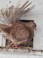 Diverse duiven te koop, Dieren en Toebehoren, Vogels | Duiven, Geslacht onbekend, Tortelduif