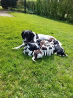 stabij puppy's, Dieren en Toebehoren, Particulier, Rabiës (hondsdolheid), Meerdere, 8 tot 15 weken