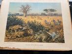 Schoolplaat aan de rand der Kalahari, Ophalen of Verzenden, Natuur en Biologie