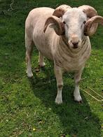 Wilthire horn ram schaap te koop, Dieren en Toebehoren, Schapen, Geiten en Varkens, Mannelijk, Schaap, 0 tot 2 jaar