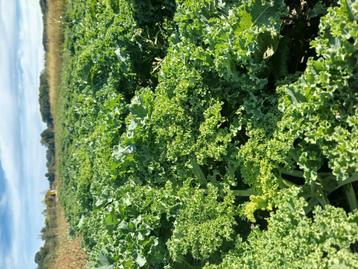 Verse groente en streekproducten  beschikbaar voor biedingen