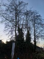 Bomen kappen. Bomen kapper gezocht : gratis hout, Minder dan 3 m³, Ophalen