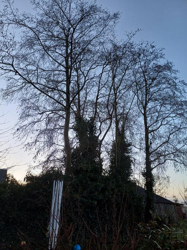 Bomen kappen. Bomen kapper gezocht : gratis hout, Tuin en Terras, Haardhout, Minder dan 3 m³, Ophalen