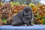 Nog 2 Raszuivere NHD konijntjes beschikbaar!, Dieren en Toebehoren, Konijnen, Meerdere dieren, Hangoor