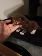 Maine Coon kittens, Meerdere dieren, Gechipt, 0 tot 2 jaar