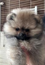 Een prachtige beer❤️🐶❤️, Dieren en Toebehoren, Honden | Poolhonden, Keeshonden en Oertypen, Particulier, 8 tot 15 weken, Buitenland