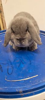 Nederlandse HangoorDwerg, Dieren en Toebehoren, Konijnen, Mannelijk, Dwerg