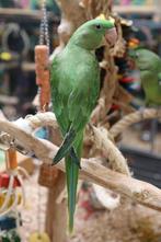 Jonge Alexander Parkiet | Handtam | Rustig, Dieren en Toebehoren, Vogels | Parkieten en Papegaaien, Meerdere dieren, Parkiet, Pratend