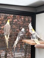 Te koop valkparkieten jongen van oktober 2025, Dieren en Toebehoren, Meerdere dieren, Parkiet, Geringd