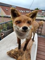 Opgezet vos alleen ophalen contant betalen, Ophalen, Zo goed als nieuw, Wild dier, Opgezet dier