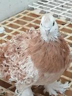 Krulduiven 1 doffer en 1 duivin, Dieren en Toebehoren, Vogels | Duiven, Meerdere dieren, Overige soorten