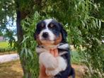 Australian Shepherd pup, Dieren en Toebehoren, Reu, 8 tot 15 weken, Eén hond, Herder