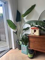 Grote STRELITZIA NICOLAI, Ophalen of Verzenden, Overige soorten, 200 cm of meer