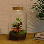 🌿 OP=OP! DIY Terrarium 31cm – Onderhoudsvriendelijk Eco!, Overige kleuren, Verzenden, Nieuw, Glas