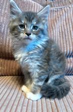 Prachtige 100% silver tabby maine coon kitten de laatste., Meerdere dieren, Gechipt, 0 tot 2 jaar