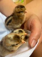Kuikens uitbroeden. Cream legbar, marans, groenleggers, Dieren en Toebehoren, Pluimvee, Mannelijk, Kip