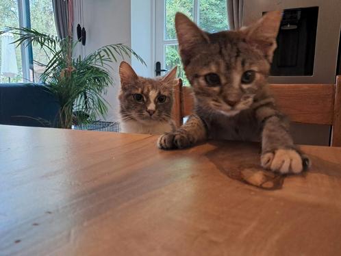 Super LIEVE cyperse kitten poes. Mag Verhuizen., Dieren en Toebehoren, Katten en Kittens | Overige Katten, Kortharig, Poes, 0 tot 2 jaar