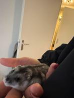 Dwerghamster te koop, Dieren en Toebehoren, Hamster, Juli, Meerdere dieren, Tam