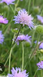 Zaden Knautia arvensis. Beemdkroon, Ophalen of Verzenden, Voorjaar, Volle zon, Zaad