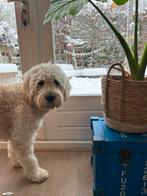 Puber doodle zoekt oppas in Bunnik, Ophalen