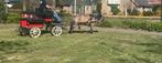 Shet x Konikpony, Dieren en Toebehoren, Pony's, Gechipt, Ruin, Niet van toepassing, A pony (tot 1.17m)