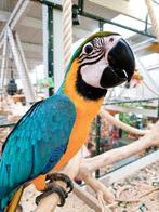 Ara | div soorten beschikbaar | Lief | getest, Meerdere dieren, Papegaai, Pratend