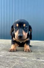 Dwerg/kanchinen teckel pups, Kaninchen, België, Particulier, CDV (hondenziekte)