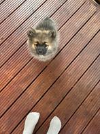 Pomsky puppy teefje 12 weken met stamboom & toebehoren, Dieren en Toebehoren, Overige rassen, CDV (hondenziekte), 8 tot 15 weken