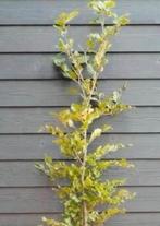 Groene beukenhaag, Tuin en Terras, Planten | Tuinplanten, Ophalen of Verzenden, Volle zon