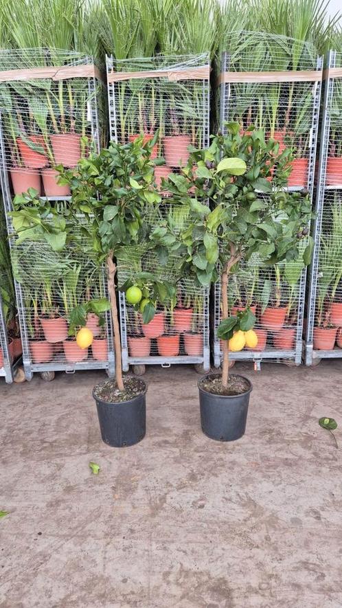 Citrus lemon
1.50 mtr., Tuin en Terras, Planten | Bomen, Palmboom, Volle zon, Zomer, Ophalen