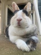 Konijn, Dieren en Toebehoren, Vrouwelijk, Middelgroot, 3 tot 5 jaar