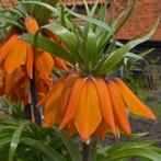 Keizerskroon bollen, Ophalen of Verzenden, Najaar, Volle zon, Bloembol
