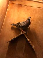 Jonge postduiven, Dieren en Toebehoren, Meerdere dieren, Postduif